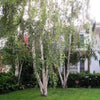 Multistem silver birch 2.50 - 3.50 m Betula pendula