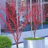Artar japonez 'Sango Kaku'' 1.50 - 1.70 m  Acer palmatum ''Sango Kaku''