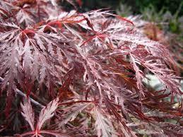 Artar japonez Inaba Shidare" 1.70 - 2.00 m  Acer palmatum dissectum "Inaba Shidare"