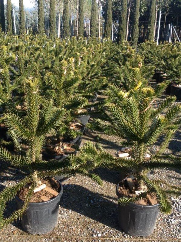 Araucaria 0.50 - 0.60 m  Araucaria araucana