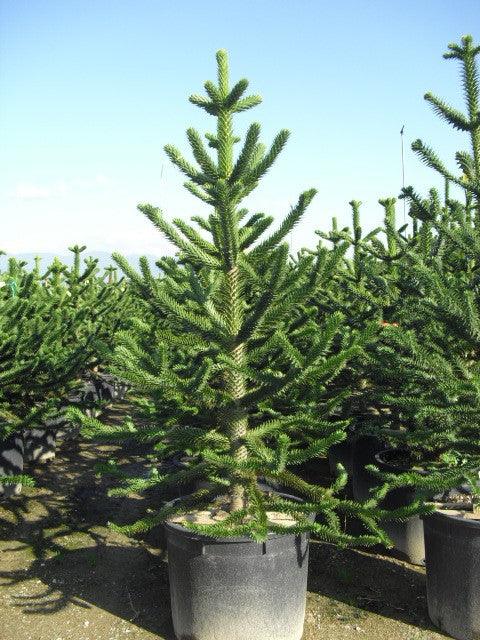 Araucaria 0.50 - 0.60 m  Araucaria araucana