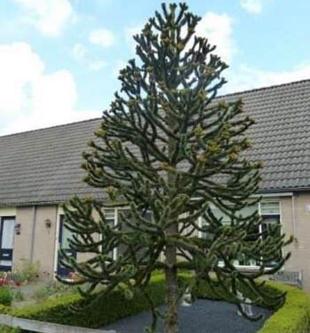 Araucaria 0.50 - 0.60 m  Araucaria araucana