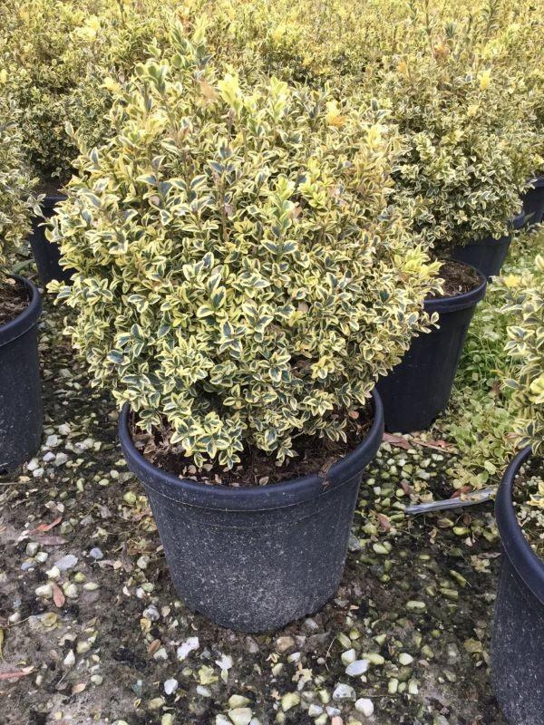 Buxus auriu 0.30- 0.40 m  Buxus sempervirens „Elegans”