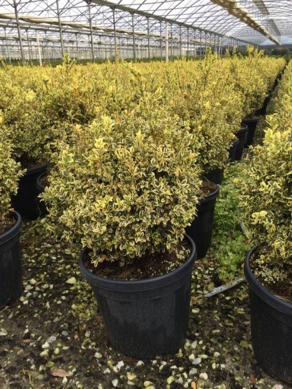 Buxus auriu 0.30- 0.40 m  Buxus sempervirens „Elegans”