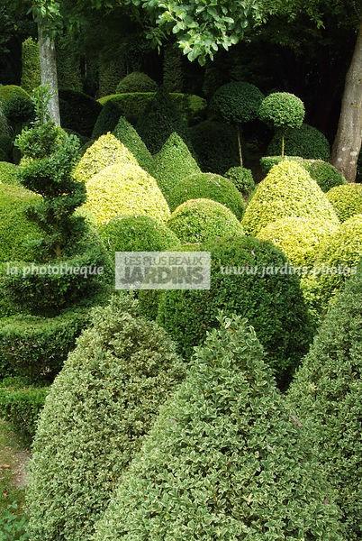 Buxus auriu 0.30- 0.40 m  Buxus sempervirens „Elegans”