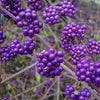 Calicarpa "Profusion" 0.50 - 0.70 m Calicarpa bodinieri "Profusion"