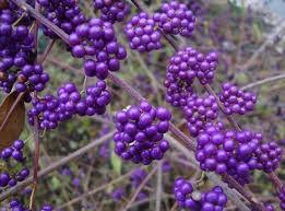 Calicarpa „Profusion” 0.50 - 0.70 m  Calicarpa bodinieri „Profusion”