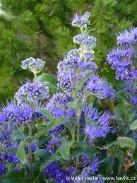 Caryopteris  ”Grand Bleu ” 0.60 - 0.80 m  Caryopteris x clandonensis ”Grand Bleu ”