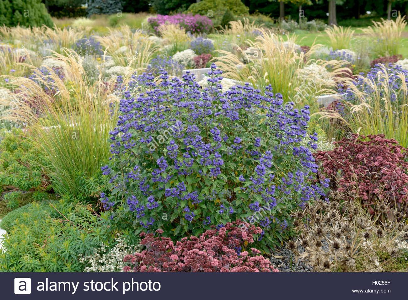 Caryopteris  ”Grand Bleu ” 0.60 - 0.80 m  Caryopteris x clandonensis ”Grand Bleu ”