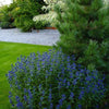 Caryopteris ”Grand Bleu” 0.60 - 0.80 m Caryopteris x clandonensis ”Grand Bleu”