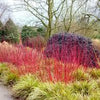 Cornus Sibirica" ​​0.60 -1.00 m Cornus alba "Sibrica"
