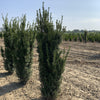Tisa columnara  Hicksii" 1.50 - 1.70 m  Taxus x media "Hicksii"