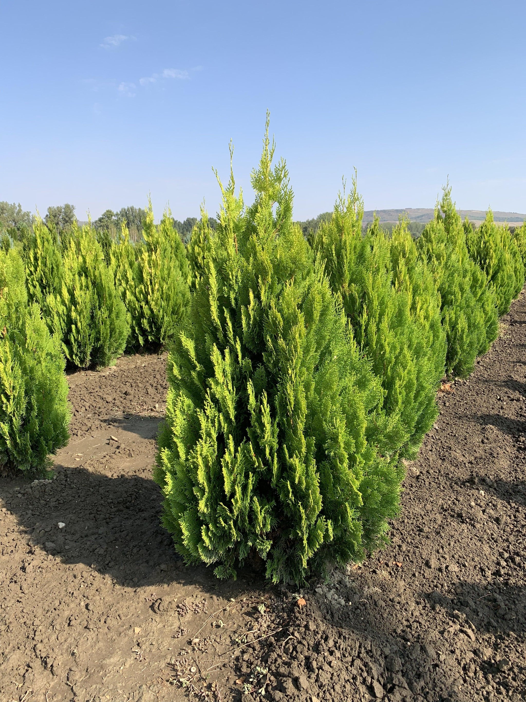 Tuia Pyramidalis Aurea" 1.30 - 1.50 m Thuja orientalis "Pyramidalis Aurea"