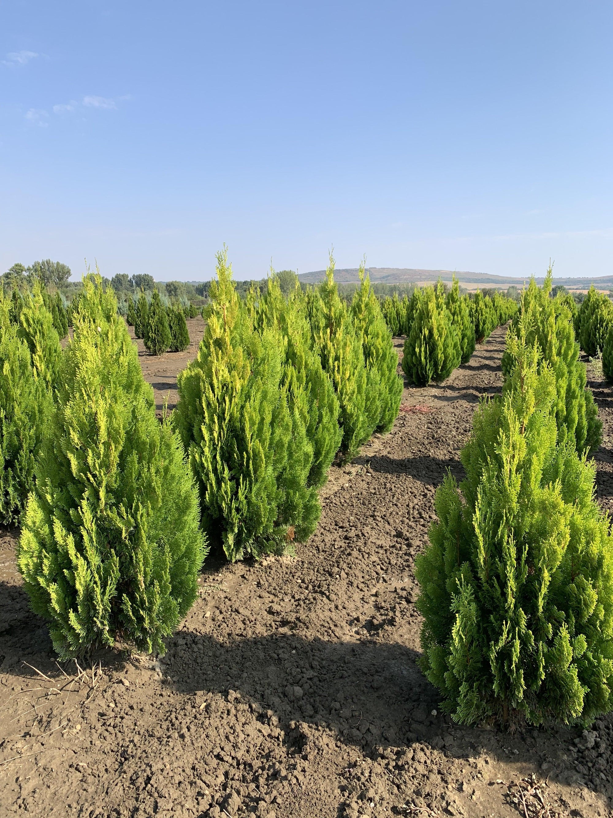 Tuia Pyramidalis Aurea" 1.30 - 1.50 m Thuja orientalis "Pyramidalis Aurea"