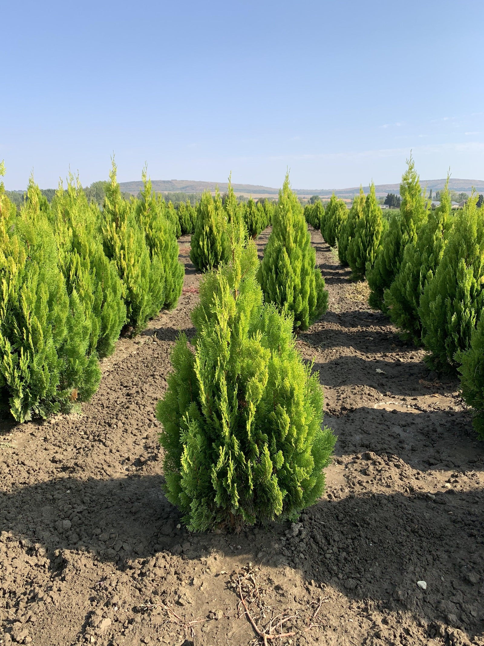 Tuia Pyramidalis Aurea" 1.30 - 1.50 m Thuja orientalis "Pyramidalis Aurea"