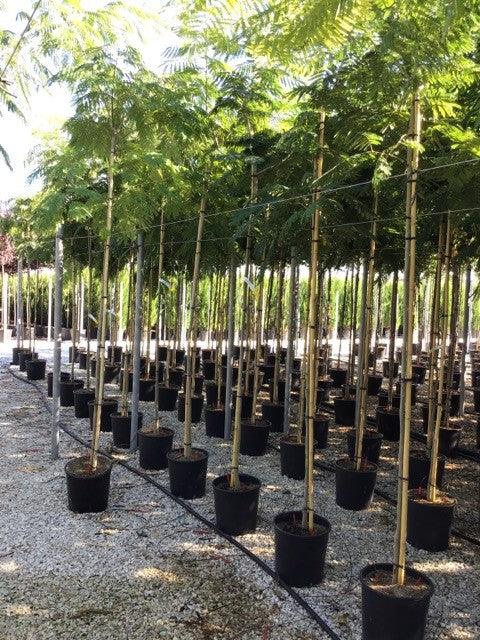 Arbore de matase 3.00 m - 3.50 m  Albizia julibrissin