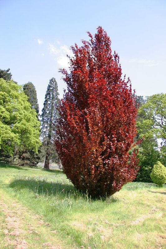 Fag columnar Dawyck Purple" 1.20 - 1.50 m  Fagus sylvatica „Dawyck Purple”