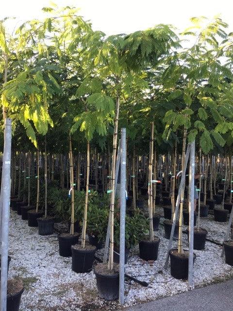 Arbore de matase 3.00 m - 3.50 m  Albizia julibrissin