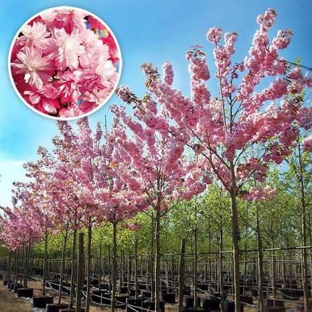 Cires japonez Kanzan" 2.00 - 2.50 m  Prunus serrulata "Kanzan"