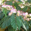 Arbore de matase 3.00 m - 3.50 m  Albizia julibrissin