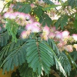 Arbore de matase 3.00 m - 3.50 m  Albizia julibrissin