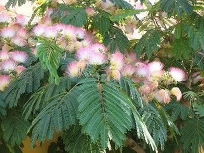 Arbore de matase 3.00 m - 3.50 m  Albizia julibrissin