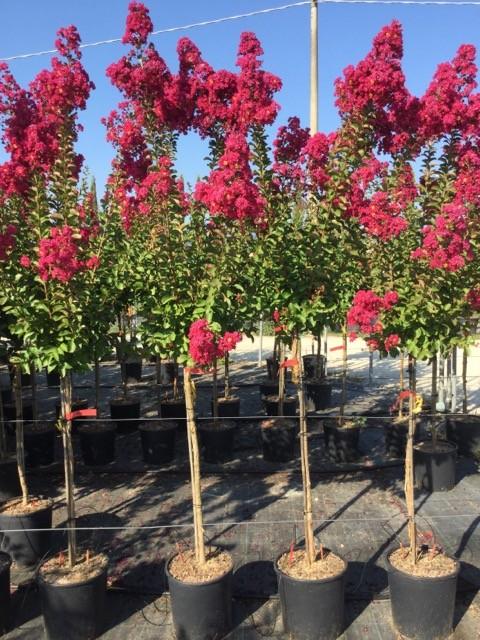 Liliac Indian Durant Red" arbore 1.70 - 2.00 m  Lagerstroemia Indica  "Durant Red"