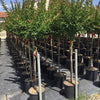 Indian Lilac Durant Red" tree 1.70 - 2.00 m Lagerstroemia Indica "Durant Red"