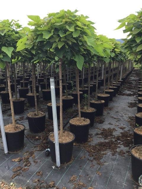 Catalpa Globulara 1.50 - 1.80 m  Catalpa bignonioides Nana