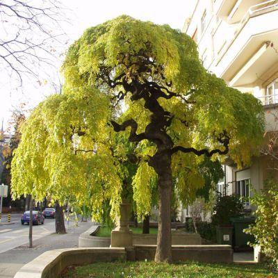 Salcam japonez pendul  2.00 - 2.50 m  Sophora japonica Pendula"