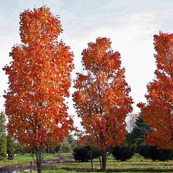 Artar rosu „Scalon” 2.50 - 3.50 m  Acer rubrum „Scalon”