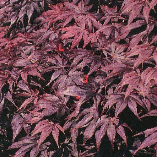 Artar japonez Bloodgood" 1.70 - 1.80 m  Acer palmatum "Bloodgood"