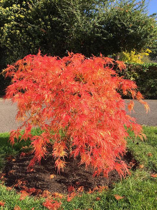 Artar japonez Viridis" 1.50 - 1.70 m  Acer palmatum dissectum  "Viridis"