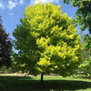 "Princeton Gold" 3.00 - 3.50 m Acer platanoides "Princeton Gold"