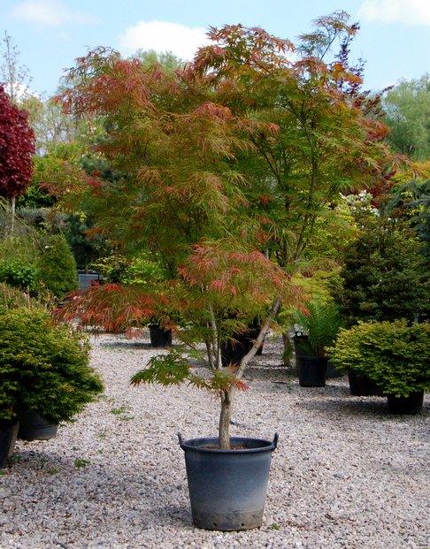 Artar japonez curgator „Seiryu 1.30 - 1.50 m  Acer palmatum dissectum „Seiryu”