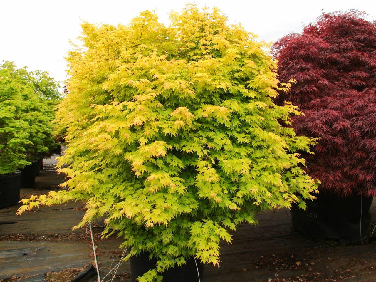 Artar japonez Orange Dream" 1.00 - 1.30 m  Acer palmatum "Orange Dream"