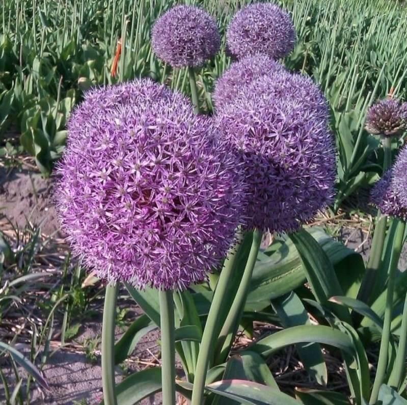 Allium Party Balloons