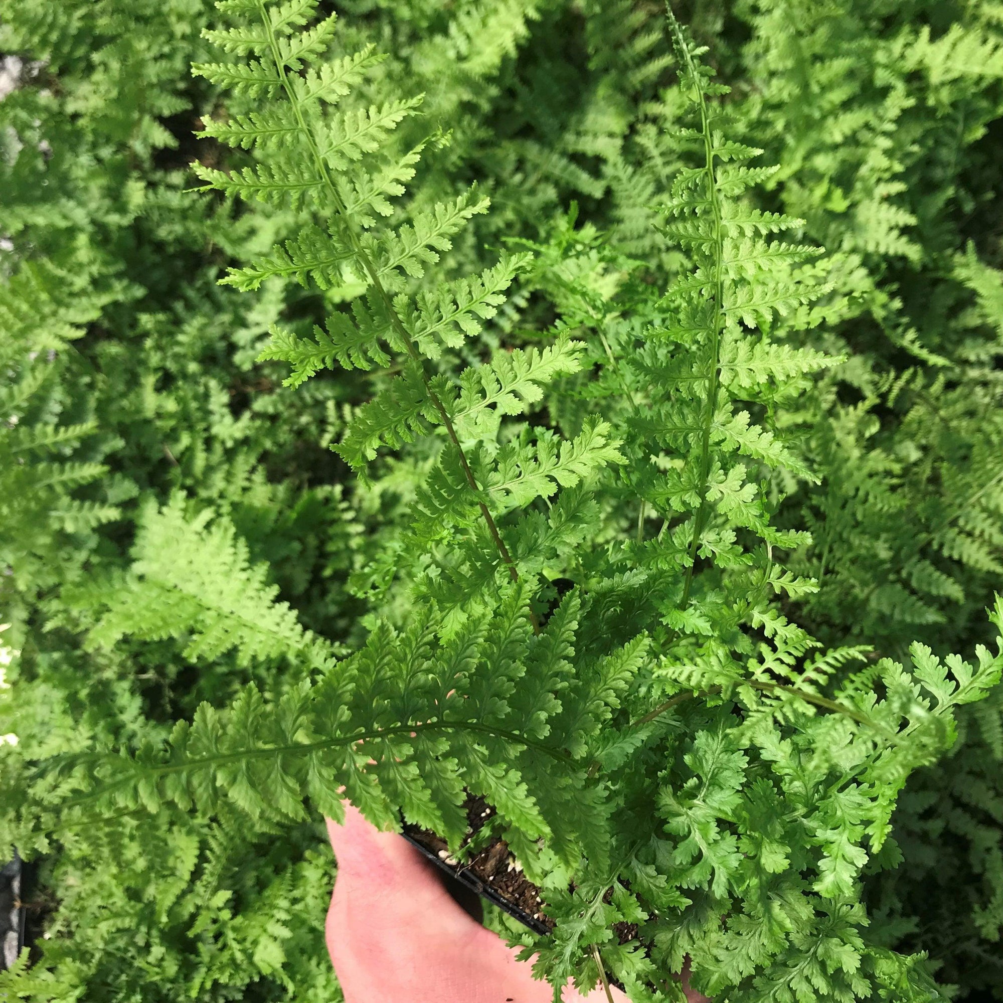 Athyrium filix-femina Rotstiel