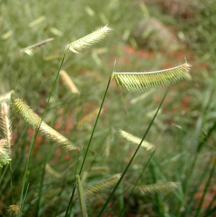 Bouteloua gracilis