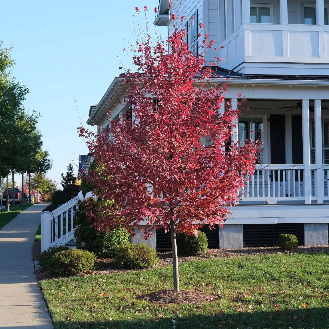 Red maple "Brandywine" 2.50 - 3.50 m Acer rubrum "Brandywine"
