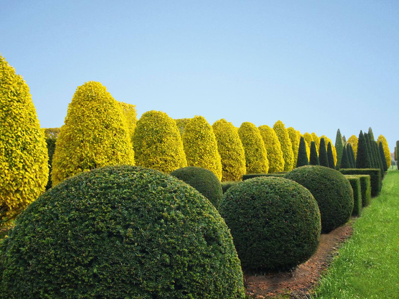 Carpen Monumentalis" arbore 3.00 - 4.00 m  Carpinus betulus "Monumentalis"