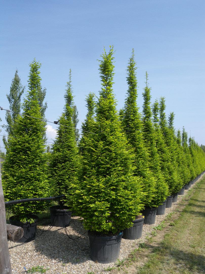 Carpen columnar 2.50 - 3.00 m  Carpinus betulus Fastigiata"