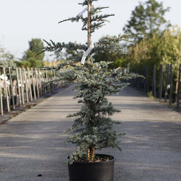 Cedru argintiu-albastru Silberspitz" 1.30 - 1.50 m  Cedrus atlantica "Silberspitz"