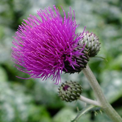 Cirsium rivulare Trevor's Blue Wonder