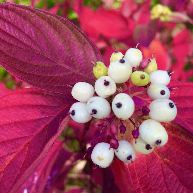 Cornus Sibirica" ​​0.60 -1.00 m Cornus alba "Sibrica"