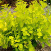 Scumpie 'Golden Spirit' 0.40 - 0.60 m Cotinus coggygria 'Golden Spirit'