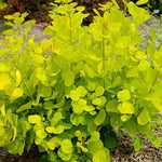 Scumpie 'Golden Spirit' 0.40 - 0.60 m Cotinus coggygria 'Golden Spirit'