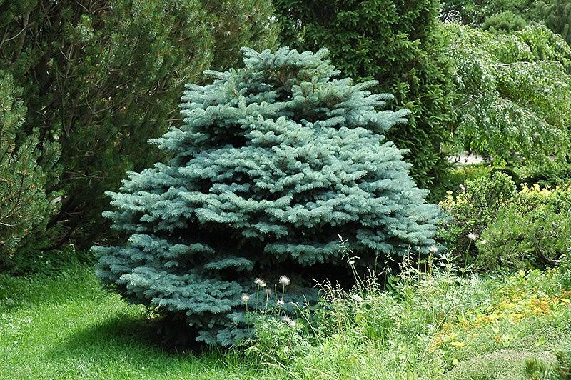 Molid argintiu globular 0.40 m - 0.60 m  Picea pungens Glauca Globosa"