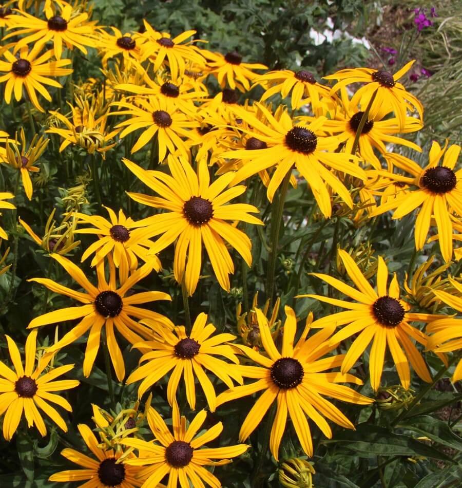 Rudbeckia fulgida Forever Gold’