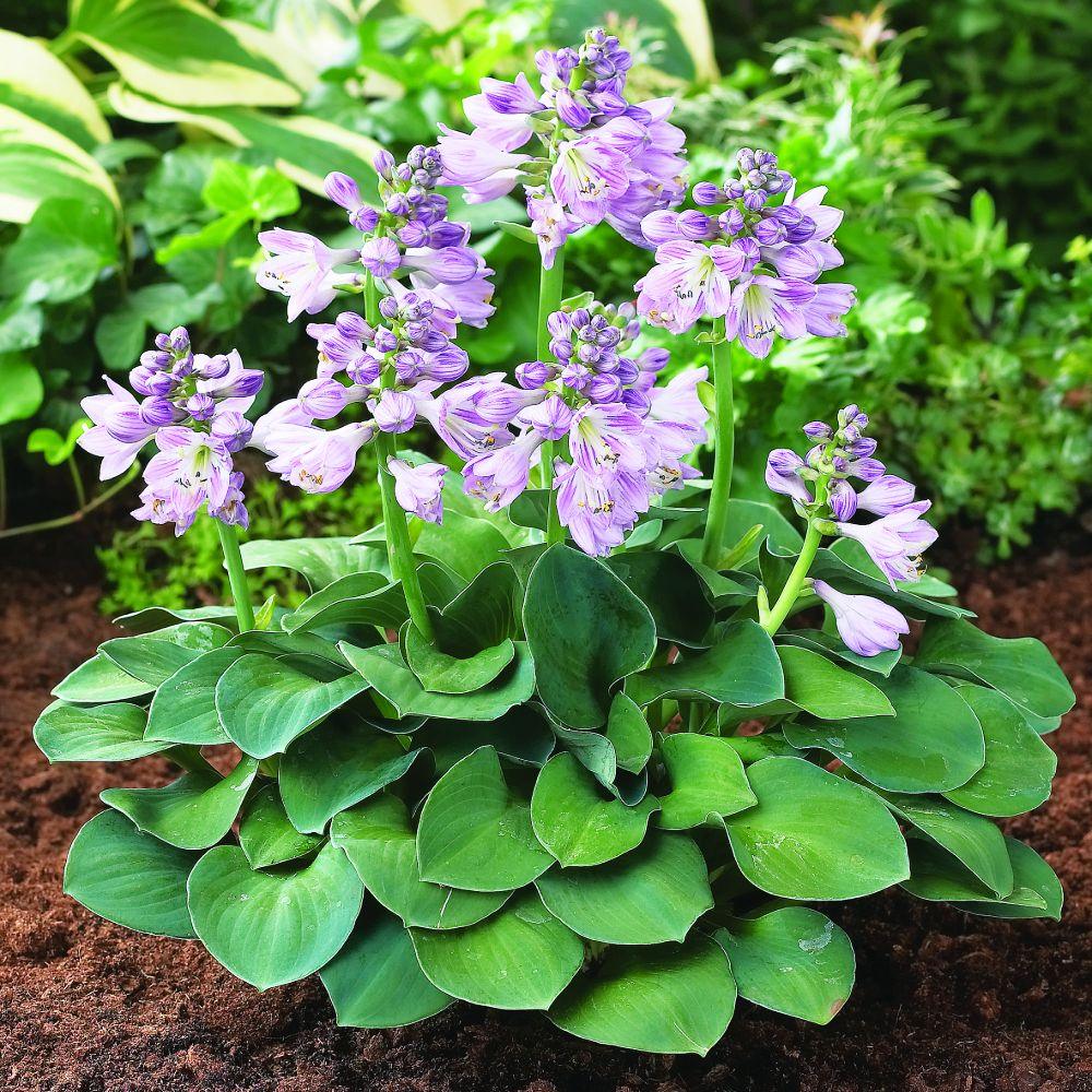 Hosta Blue Mouse Ears